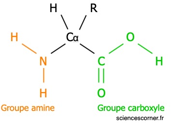 Représentation de Lewis d'un acide aminé.