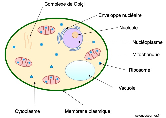Schéma simplifié d'une cellule végétale avec les différents organites la constituant.