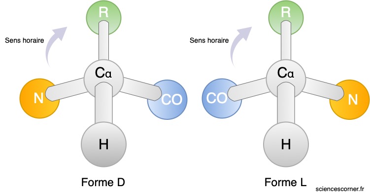 Représentation de la forme L et de la forme D d'un acide aminé.