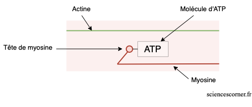 Première étape de la contraction musculaire grâce à l'ATP